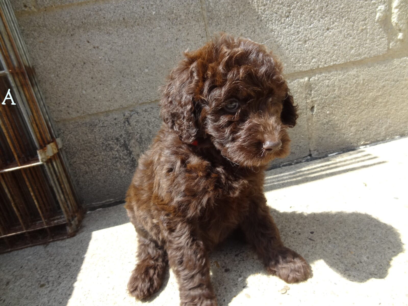 chocolate goldendoodle puppies for sale