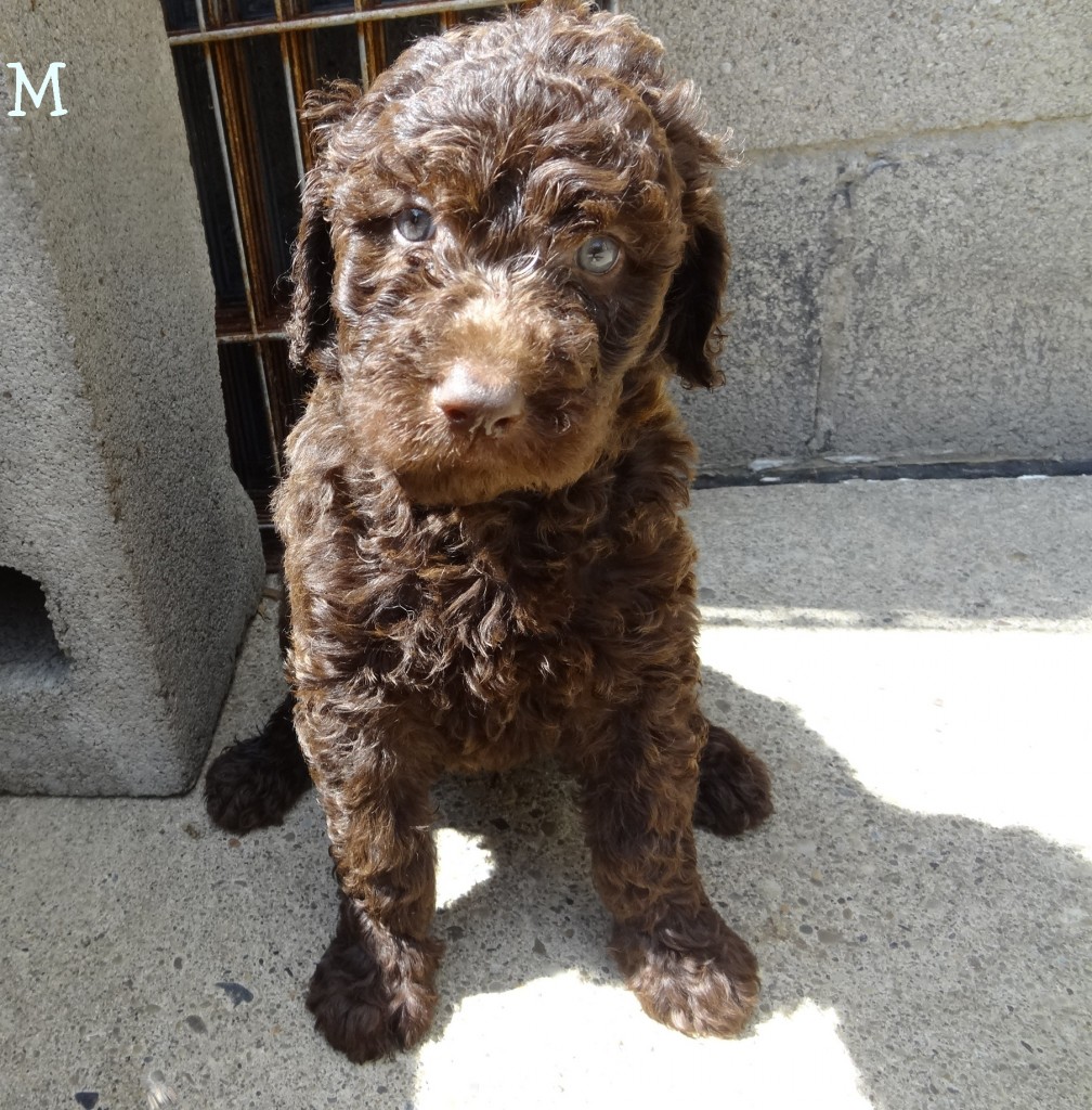 Standard Goldendoodles for Sale Pennsylvania | Yankee Doodles and Poodles