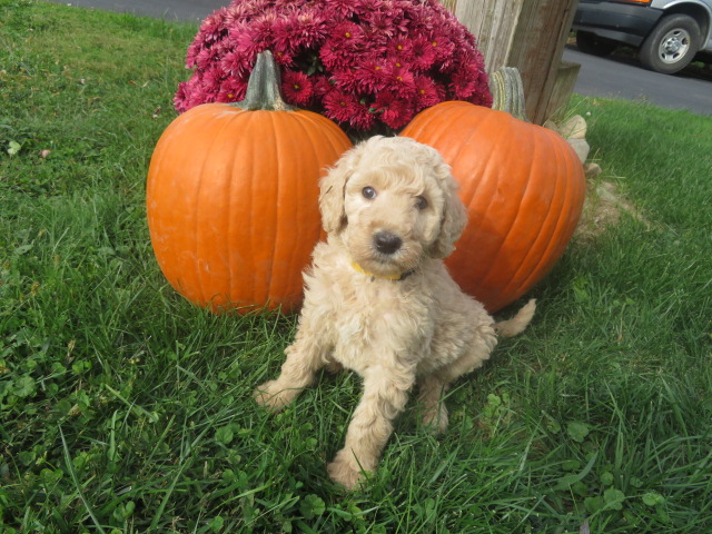 YANKEE DOODLES AND POODLES - 20 Photos - 4951 Jefferson Ave, Avella,  Pennsylvania - Pet Breeders - Phone Number - Yelp